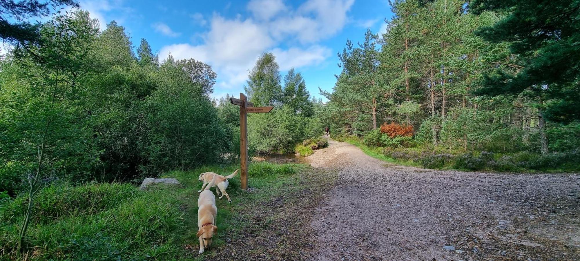 The Shelter Stone Cottage Aviemore Exterior foto